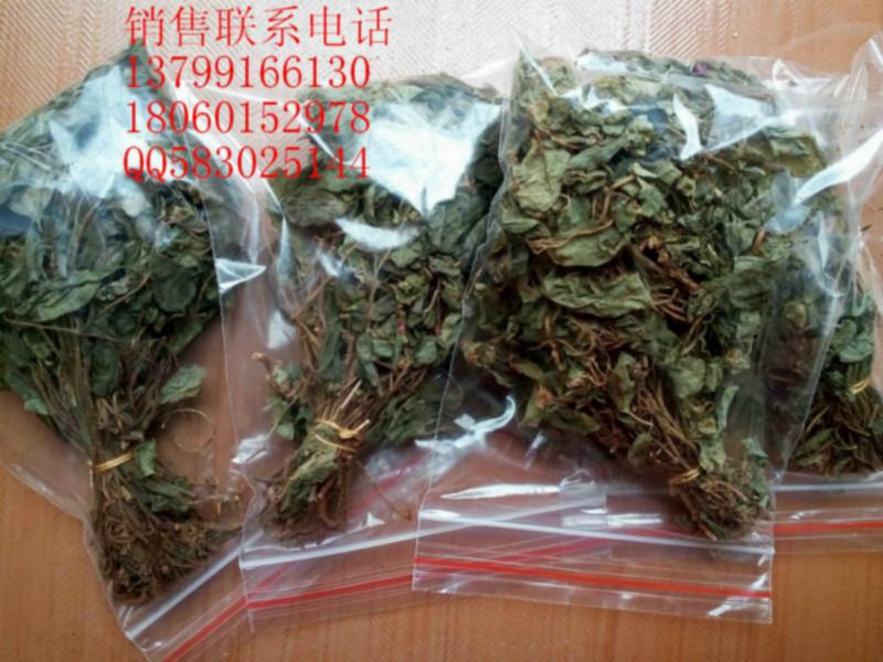 供應(yīng)風(fēng)鼓草