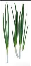 供應(yīng)中華巨蔥大蔥種子，大蔥育苗技術(shù)