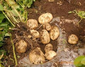 供應(yīng)秋播馬鈴薯種薯早大白 早熟土豆種價(jià)格 脫毒馬鈴薯種薯價(jià)格