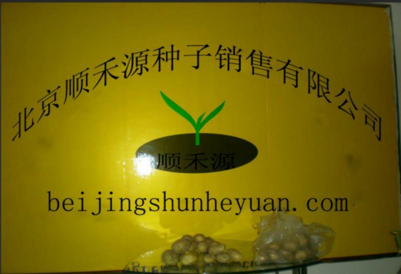 供應(yīng)黑美人土豆種子