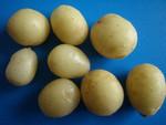 供應(yīng)土豆種子荷蘭15馬鈴薯