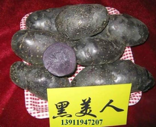 供應(yīng)*脫毒土豆種子黑美人健康土豆種子價格*、黑美人種