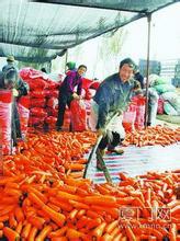 供應(yīng)胡蘿卜種子黑田五寸