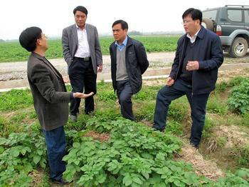 供應(yīng)脫毒土豆種子荷蘭15號(hào) 土豆種子價(jià)格