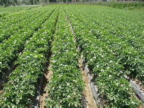 供應(yīng)秋播馬鈴薯種薯早大白 早熟土豆種價(jià)格 脫毒馬鈴薯種薯價(jià)格