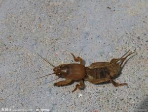 供應(yīng)四川螻蛄養(yǎng)殖戶