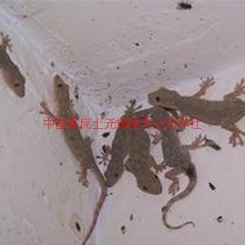 供應壁虎種苗批發(fā)價格