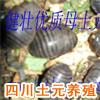 供應(yīng)湖南土鱉