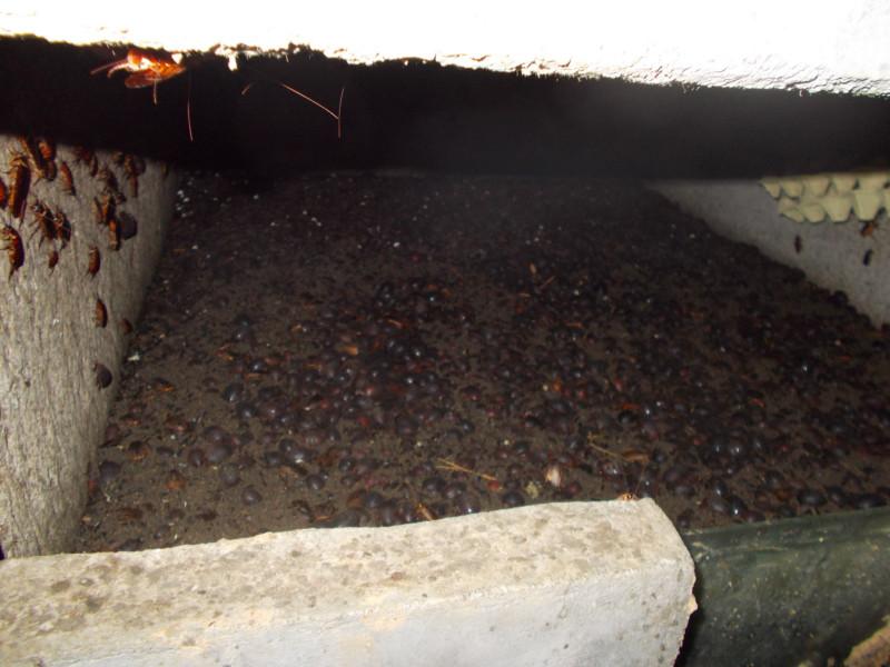 供應(yīng)湖南土元種苗供貨商_湖南土元種苗報(bào)價(jià)_湖南土元種苗價(jià)格