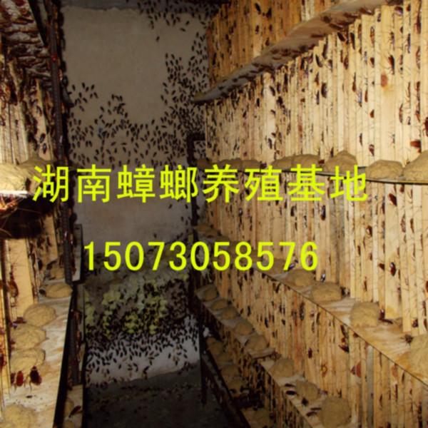 供應(yīng)蟑螂養(yǎng)殖招商加盟 蟑螂養(yǎng)殖合作