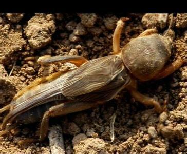 供應(yīng)湖南螻蛄