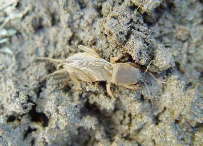 供應(yīng)廣西螻蛄養(yǎng)殖