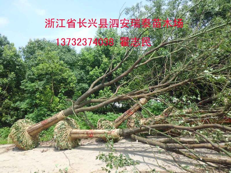 紹興香樟樹供應商-紹興香樟樹供應商-紹興香樟樹價格-紹興香樟樹-苗木香樟報價