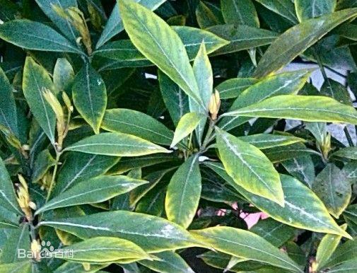 供應(yīng)雅安楨楠苗/四川楨楠苗/四川成都楨楠樹苗基地