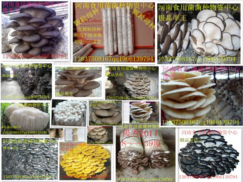 供應(yīng)食用菌平菇菌種一級母種