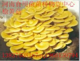 供應(yīng)*黑菇王、純一代、首代顆粒母種、原種、栽培種等。