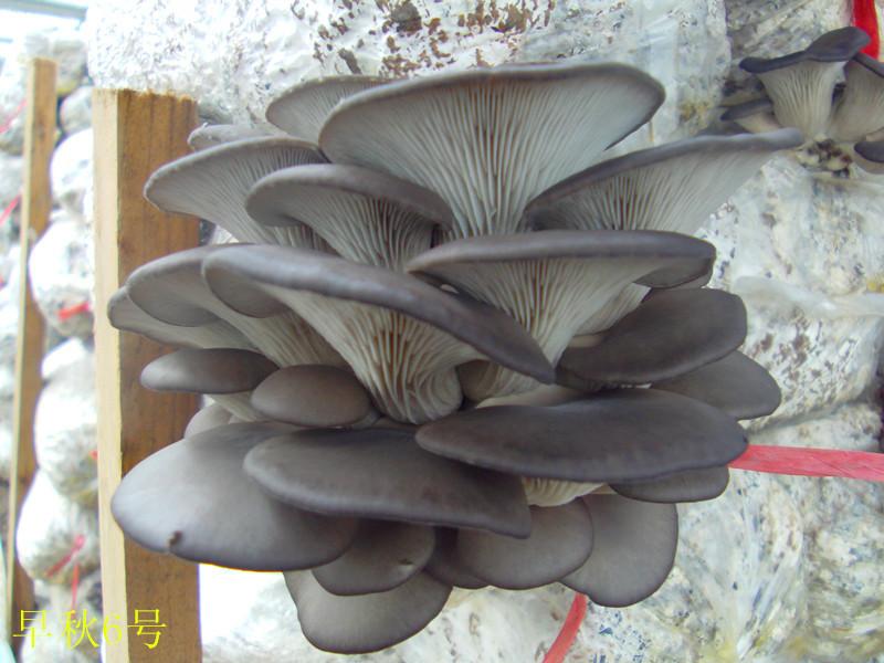 供應(yīng)食用菌平菇菌種/食用菌平菇菌種批發(fā)/食用菌平菇菌種多少錢？