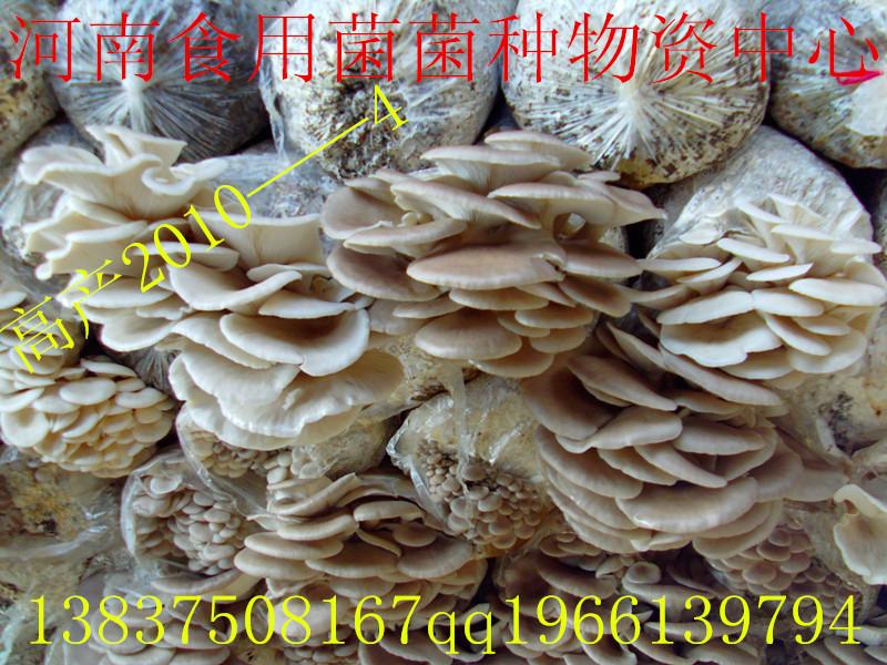 食用菌菌種圖片/食用菌菌種樣板圖 (4)