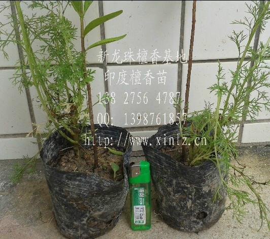 檀香圖片/檀香樣板圖 (3)