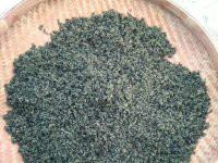 供應(yīng)湘西七葉絞股藍(lán)批發(fā)電話，湘西絞股藍(lán)批發(fā)供應(yīng)商