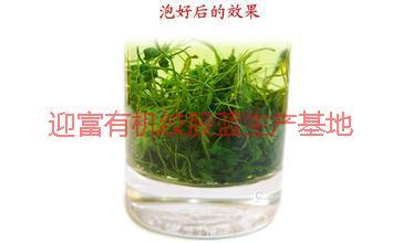 供應(yīng)*龍須絞股藍(lán)，*龍須絞股藍(lán)茶，*龍須絞股藍(lán)茶葉