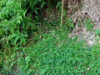 供應(yīng)絞股藍茶批發(fā),苦甘露茶價格,批發(fā)蜂蜜,金線蓮商家,鐵觀音價格