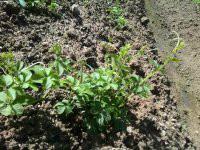 供應(yīng)*絞股藍批發(fā)，*絞股藍批發(fā)商，*絞股藍批發(fā)廠家