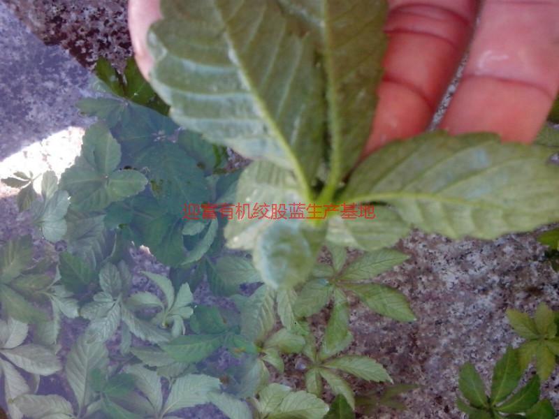 供應(yīng)湘西*絞股藍(lán)，湘西*絞股藍(lán)茶，湘西*絞股藍(lán)茶葉