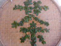 湘西甘味絞股藍廠家批發(fā)圖片