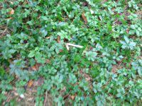 供應(yīng)小游絞股藍(lán)茶供應(yīng)，小游絞股藍(lán)茶供應(yīng)商，小游絞股藍(lán)茶供應(yīng)廠家