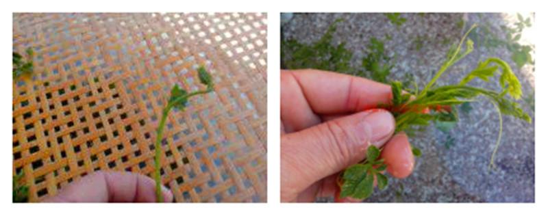 供應那里有富硒絞股藍茶葉