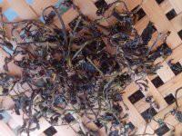 供應(yīng)廣州絞股藍公司