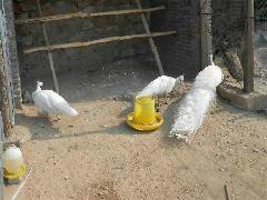 供應(yīng)遵化*養(yǎng)殖基地