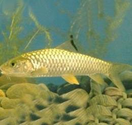 供應(yīng)光倒刺鲃/青竹鯇魚(yú)