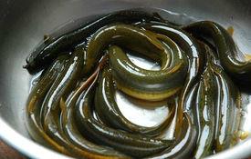 供應(yīng)大鱗副鰍