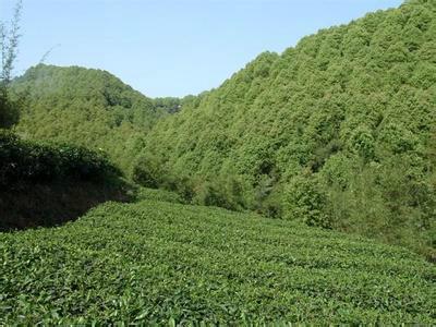 供應(yīng)油樟種子出售
