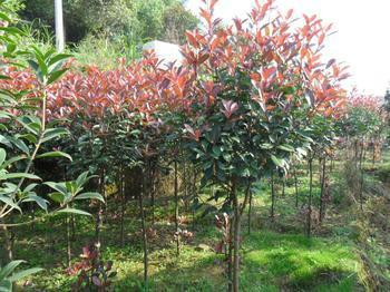 供應(yīng)廣西紅葉石楠苗木*直銷