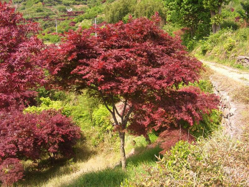 供應(yīng)江蘇淮安紅楓樹苗基地直銷，中國紅楓美國紅楓供應(yīng)商