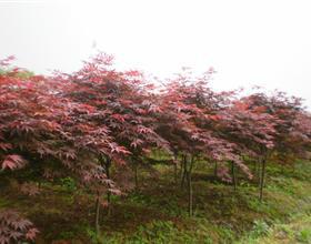 供應(yīng)江蘇鎮(zhèn)江紅楓樹苗廠家直銷，中國紅楓美國紅楓報價