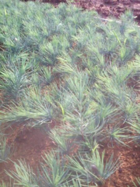 供應(yīng)陜西西安雪松種子批發(fā)，西安雪松種子價(jià)格，雪松種子生產(chǎn)基地