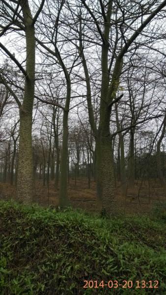 供應(yīng)四川藍(lán)花楹