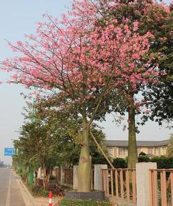 供應(yīng)廣西小葉榕