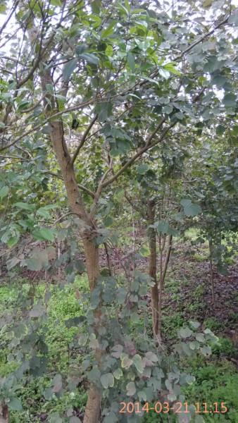 供應(yīng)中山宮粉紫荊