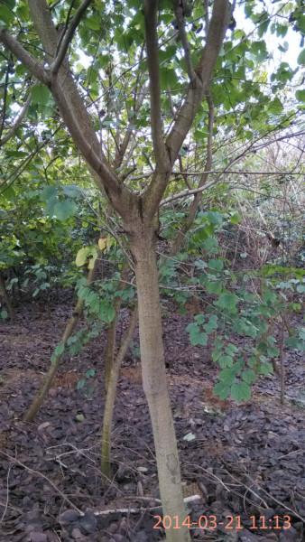 供應(yīng)中山宮粉紫荊