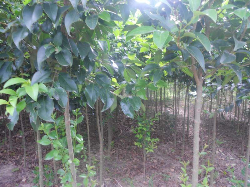 供應(yīng)大葉女貞育苗，大量批發(fā)大葉女貞育苗，大葉女貞育苗報(bào)價(jià)