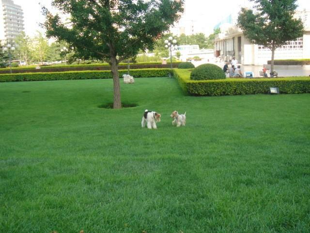 供應(yīng)生根液-生根液批發(fā)價(jià)-大樹生根液