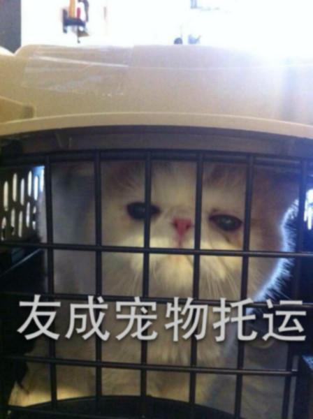 供應(yīng)貓咪回國(guó)貓舍怎么買(mǎi)貓回國(guó)