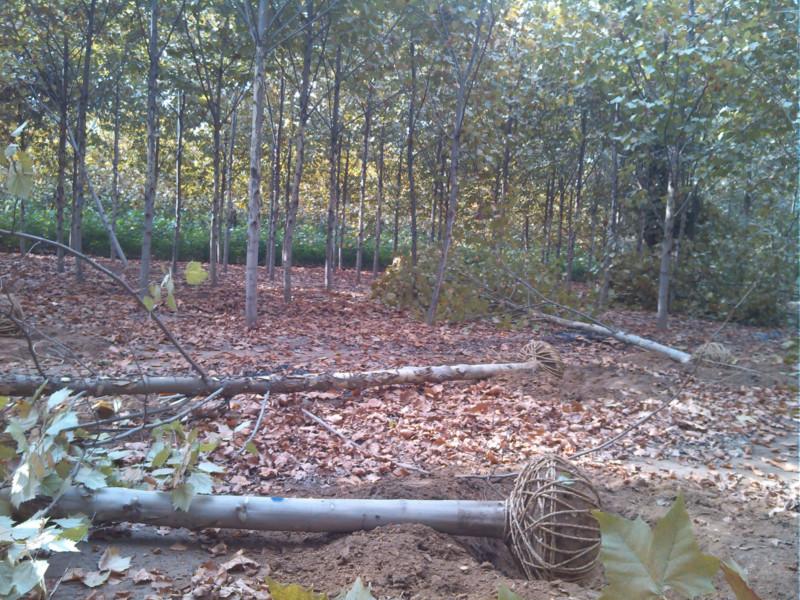 供應12公分速生法桐14公分速生法桐15公分速生法桐16公分速生法桐