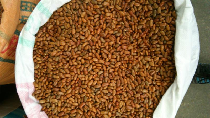 供應(yīng)紅花四季豆種子