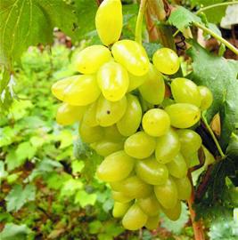 供應(yīng)貴妃玫瑰葡萄苗